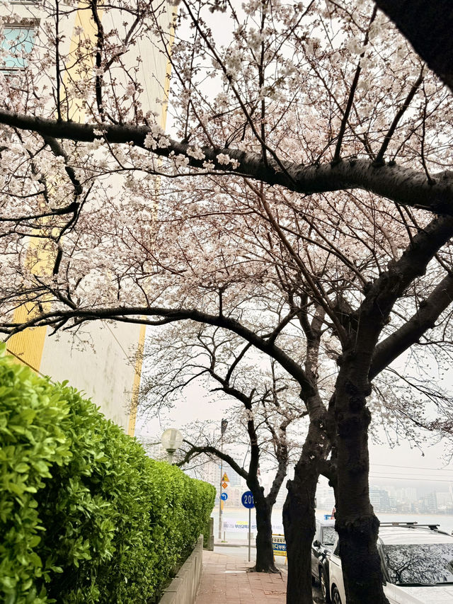 釜山｜櫻花秘境南川洞 整個社區都被櫻花樹包圍