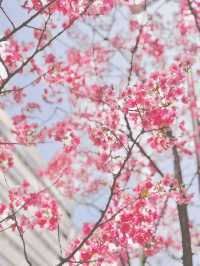 【さくら2025】行かなきゃ損！ピンク色に染った渋谷🌸🌸🌸
