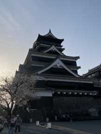 櫻花盛開的熊本城