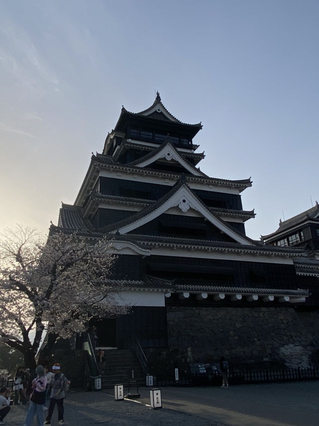 櫻花盛開的熊本城