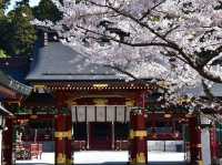 Chasing Sakura at Shiwahiko and Shiogama Shrines