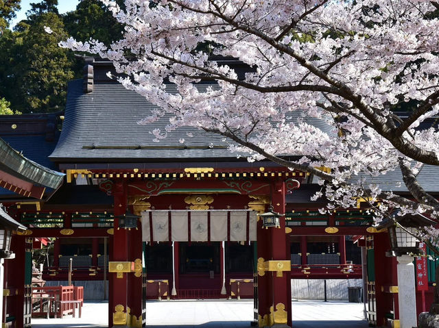 Chasing Sakura at Shiwahiko and Shiogama Shrines