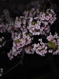 Kyoto | Enjoy the Sakura in full bloom in Kyoto