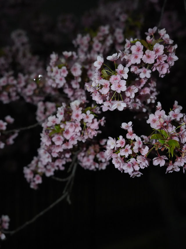 Kyoto | Enjoy the Sakura in full bloom in Kyoto
