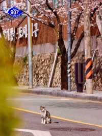 Cherry Blossoms and Cityscapes in Busan