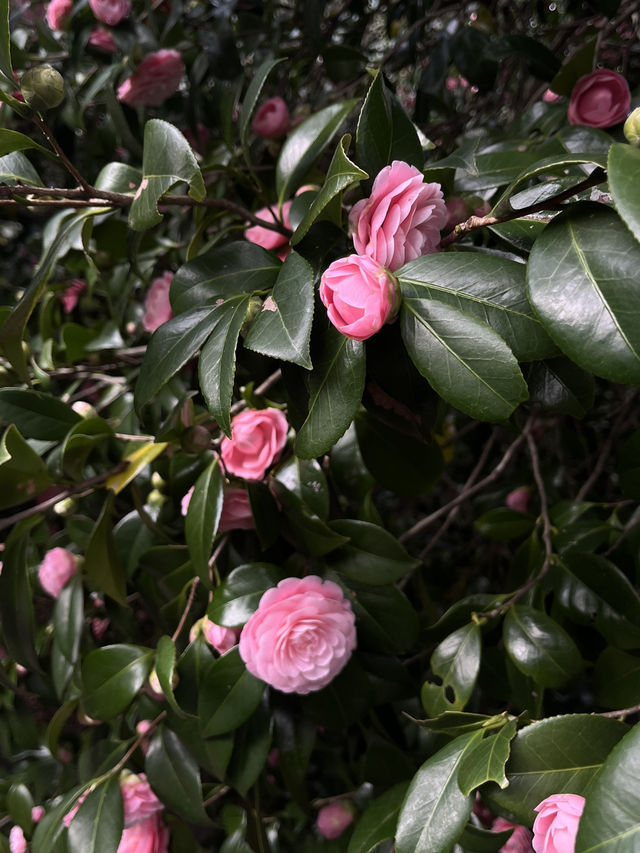 도쿄 벚꽃 명소 꽃놀이🌸