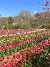 【福島×春旅】開花シーズン中はマイカー規制 シャトルバスで・・