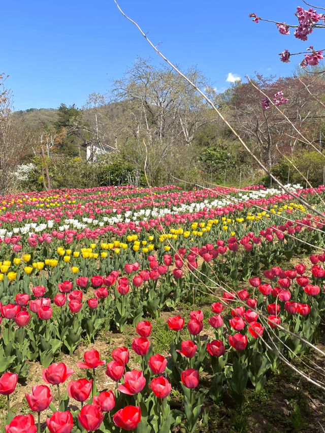 【福島×春旅】開花シーズン中はマイカー規制 シャトルバスで・・