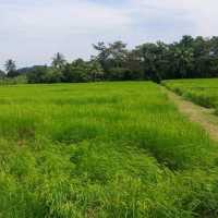 🌾🌾ยุ้งฉาง คาเฟ่ จันทบุรี🌾🌾