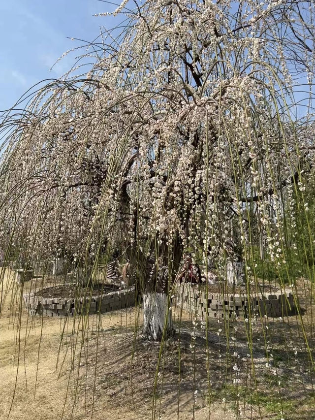 A Hidden Gem for Plum Blossoms in Shanghai – 15-Minute Walk from Subway 🌸🚶‍♀️