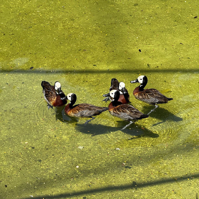 ボア・ジ・フリオ公園（ブラジル・リオデジャネイロ） – 静寂の中に広がる熱帯植物の楽園 