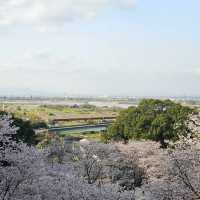 藻巖山·高地櫻花秘境