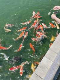 A Green Oasis: Ritsurin Garden