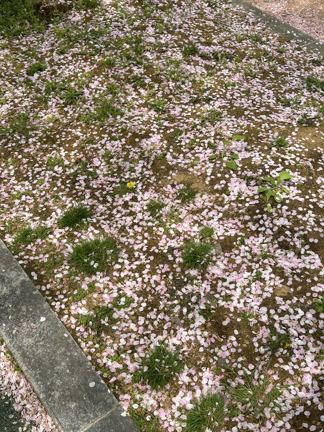 도심에서 만나는 벚꽃 명소, 오송생명호수공원 벚꽃길🌸🤍