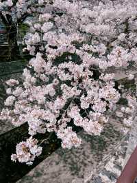 【福岡】川縁から見上げる桜のトンネル🌸