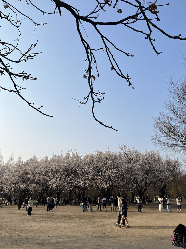 📍韓國首爾｜首爾林櫻花 🌸