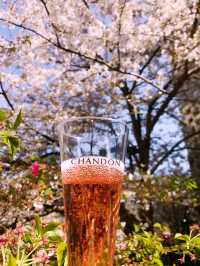 【目黒　桜舞い散る川辺を歩き郷さくら美術館でアートの桜三昧から代官山へ】