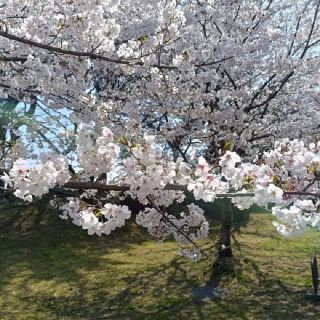 Exploring Kagawa Prefecture in Shikoku: Cherry Blossom Viewing at Kotohiki Park