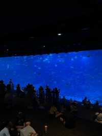 新加坡🇸🇬全球最大水族館之一🐠🪼