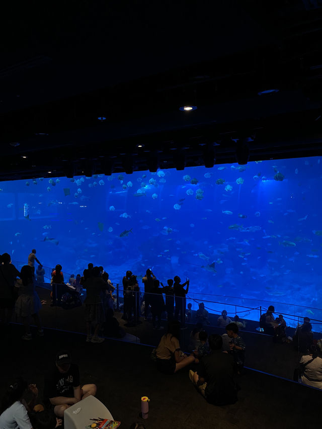 新加坡🇸🇬全球最大水族館之一🐠🪼