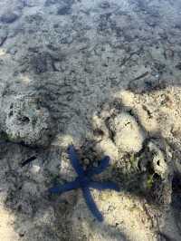 【フィリピン】天然ヒトデに会える島