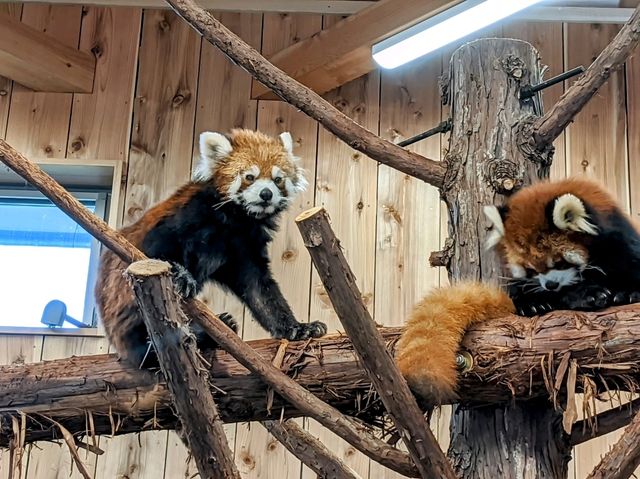 【伊豆】伊豆シャボテン動物公園で動物とサボテンと触れ合う