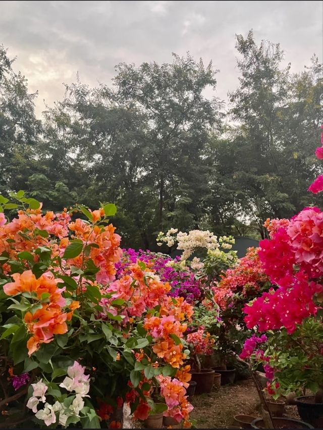 Lianshan Flower Park Where Urban Life Blooms with Nature