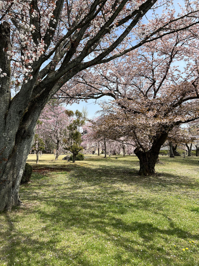 다양한 종류의 벚꽃🌸을 보고 싶다면 무조건 니조성 🏯 元離宮二条城