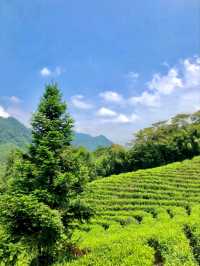 Fangjia Tea Garden: A Scenic Retreat for Tea Lovers