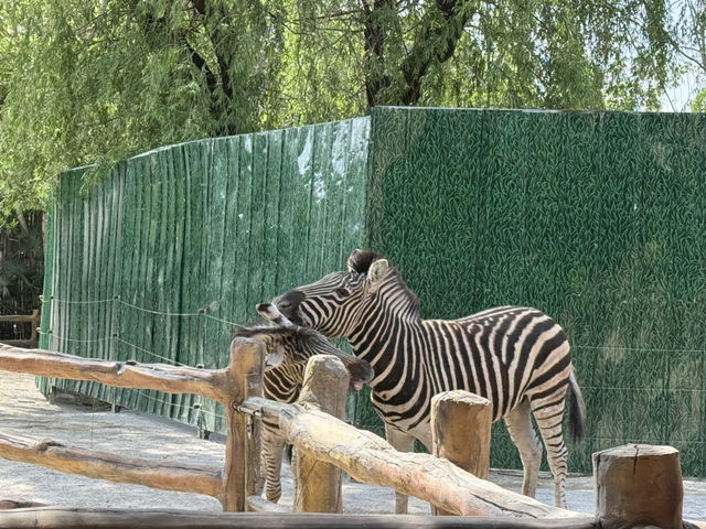 上海野生動物園優質動物園之選👍👍