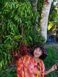 สวนลิ้นจี่200ปี (พันธุ์ค่อม)