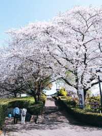 Cherry Blossoms in Full Bloom at Mount Fuji's Iwamoto Mountain Park - A Hidden Gem! 🌸🏞️