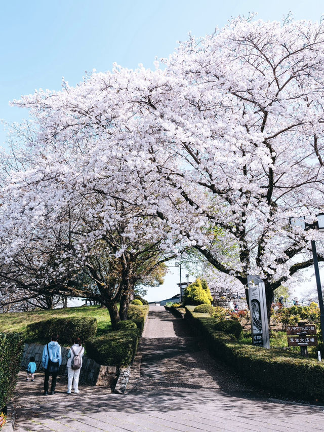 Cherry Blossoms in Full Bloom at Mount Fuji's Iwamoto Mountain Park - A Hidden Gem! 🌸🏞️