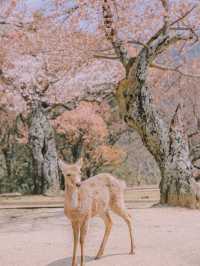 🌸Full Bloom! My Ultimate List of Beautiful Cherry Blossom Spots Around Kyoto