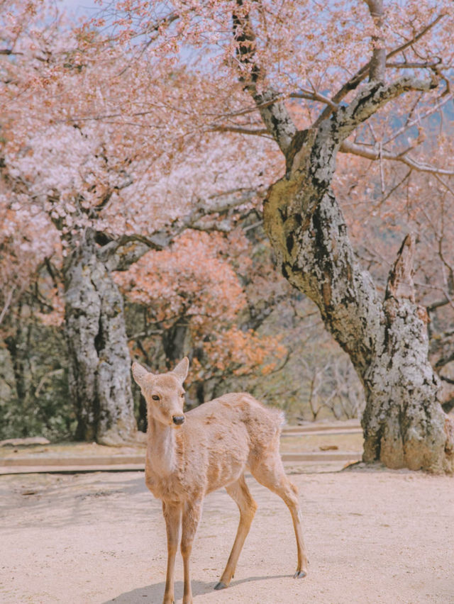 🌸Full Bloom! My Ultimate List of Beautiful Cherry Blossom Spots Around Kyoto