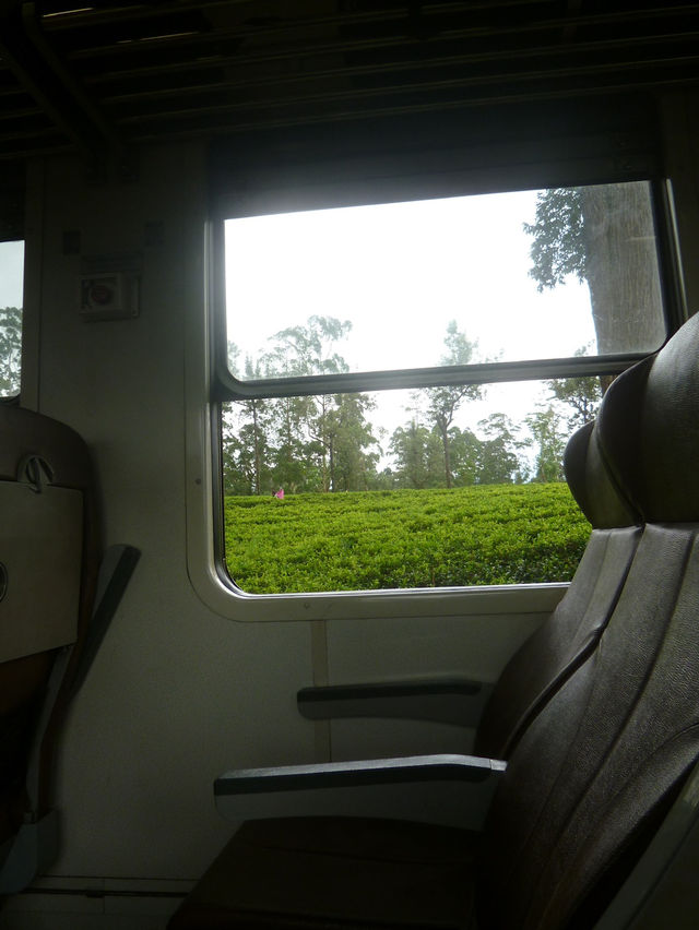 🇱🇰スリランカ📍ヌワラエリアお茶畑列車を体験！