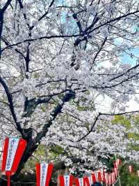 Ueno Onshi Park Sakura | Tokyo's Most Celebrated Cherry Blossom Festival