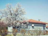  “Campus in Bloom: The Cherry Blossom Charm of Shanzhou University”