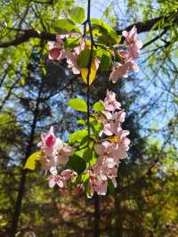 Cherry Blossom Paradise: Discovering the Beauty of Changbai Island Forest Park