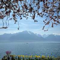 Cherry Blossoms by Lake Geneva: A Stunning Spring Spectacle