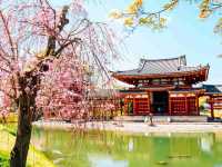 🍵 Uji: Kyoto’s Green Tea Paradise & Timeless Beauty 🍵