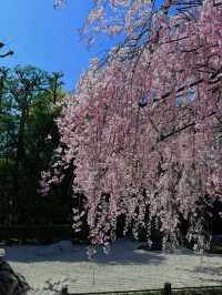 Myoshin-ji Sakura | Kyoto's Zen Blossom Retreat