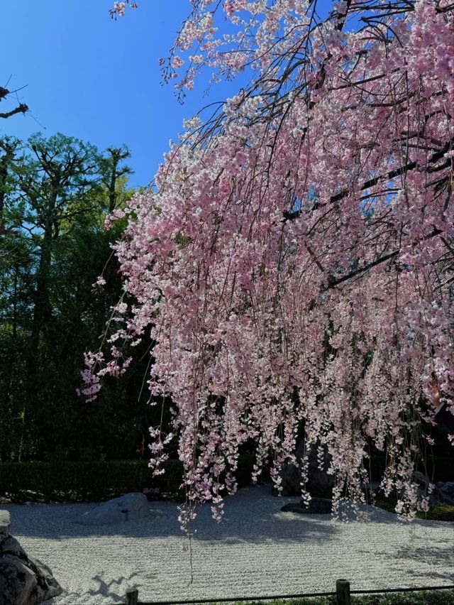Myoshin-ji Sakura | Kyoto's Zen Blossom Retreat