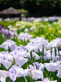 【埼玉】菖蒲と紫陽花が見られる穴場スポット