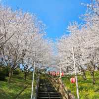 海と空の水色、桜のピンク。コントラストが美しい。