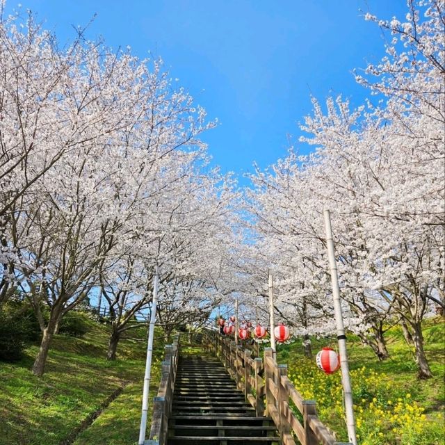 海と空の水色、桜のピンク。コントラストが美しい。