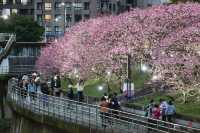 🌸 Fuyang Eco Park in Sakura Season: A Pink Paradise You NEED to See! 🌸