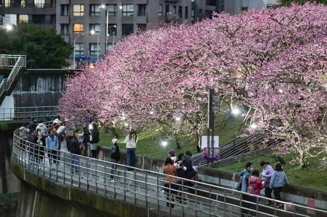 🌸 Fuyang Eco Park in Sakura Season: A Pink Paradise You NEED to See! 🌸