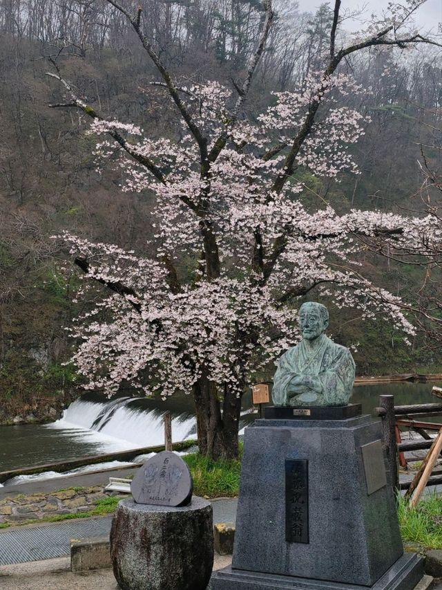 來日本 選對季節 處處是櫻花
