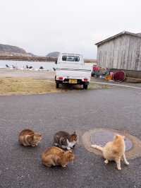 พาเที่ยวเกาะแมว Ainoshima Island